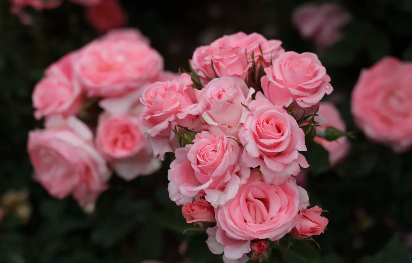 Фото обои макро, розы, лепестки, розовые, бутоны, боке