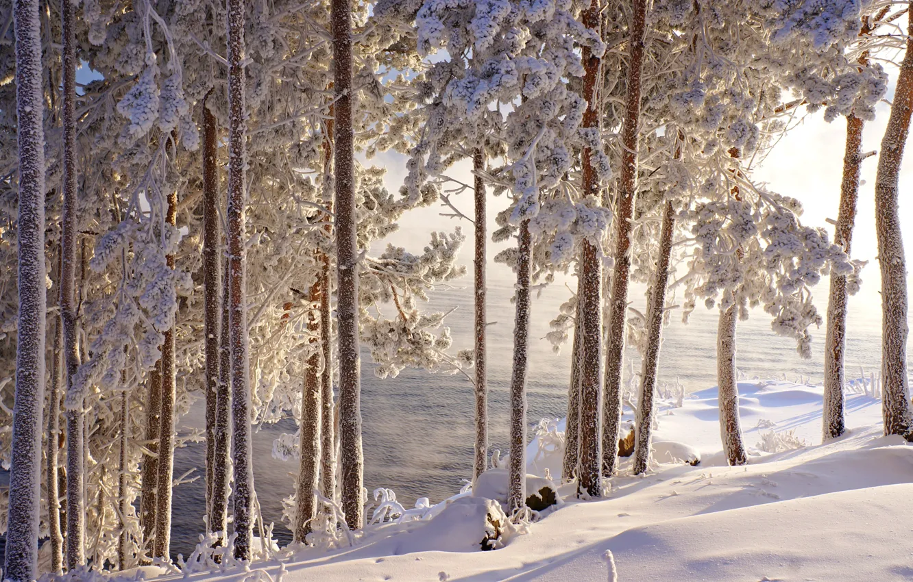 Фото обои зима, иней, вода, снег, деревья, красота