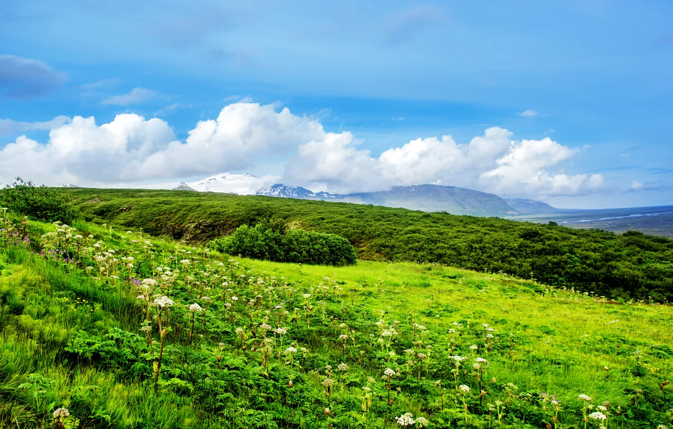 Фото обои зелень, лето, трава, облака, цветы, холмы, полевые