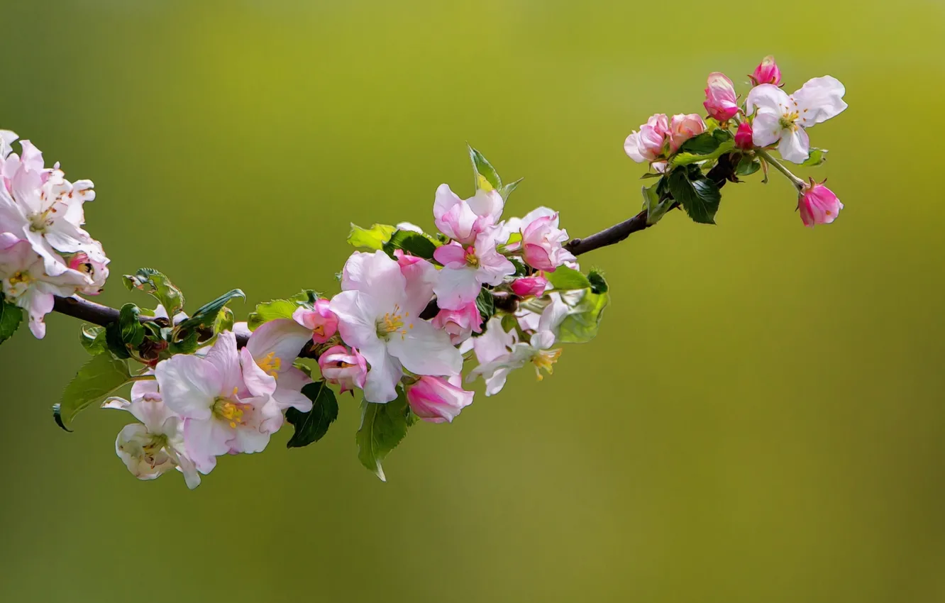 Фото обои макро, природа, ветка, весна, яблоня, цветение, цветки