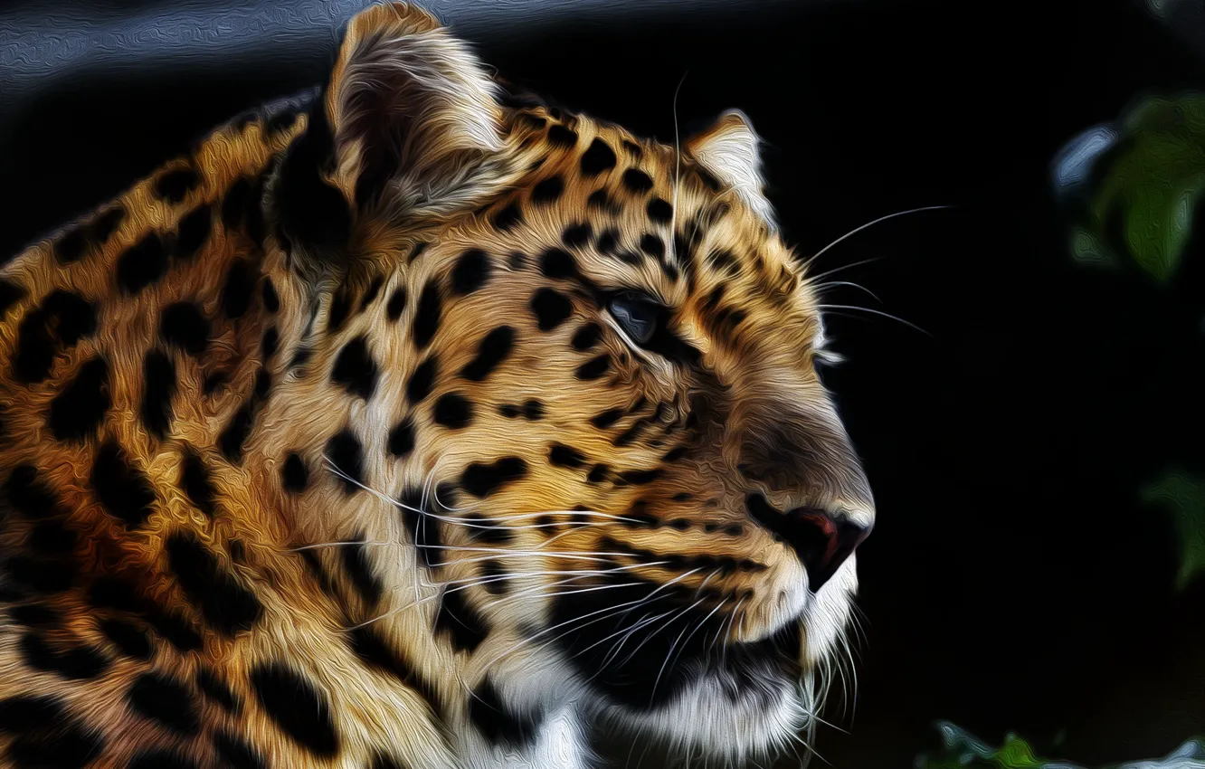 Фото обои морда, хищник, Амурский леопард