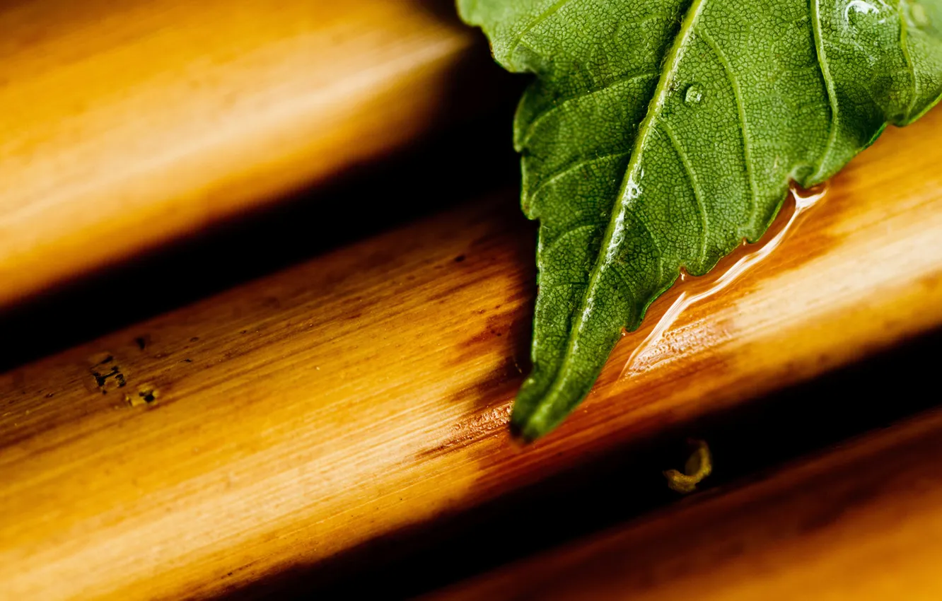 Фото обои green, wood, water, leaf, close up