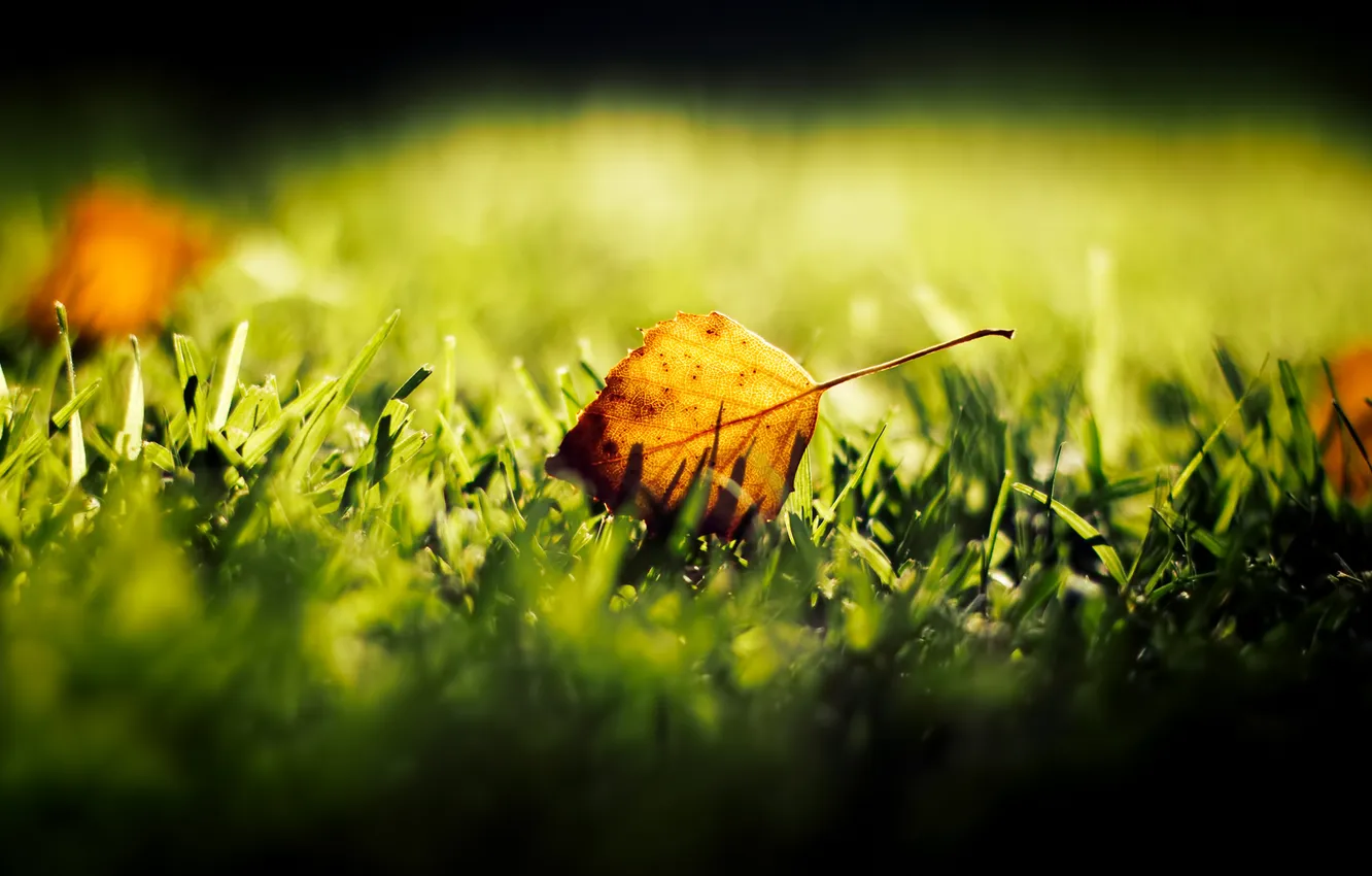 Фото обои осень, трава, листик, боке
