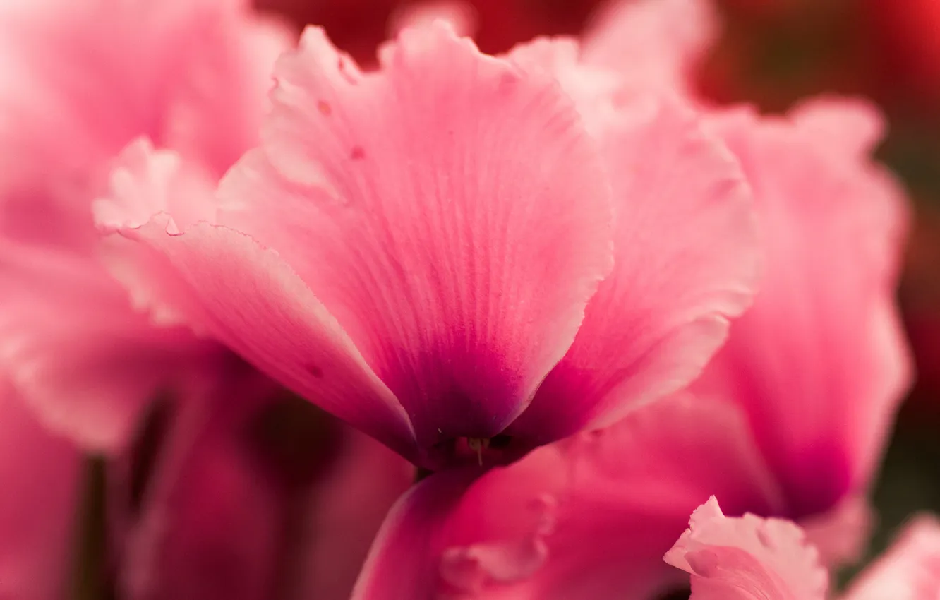 Фото обои цветок, макро, розовый, цикламен
