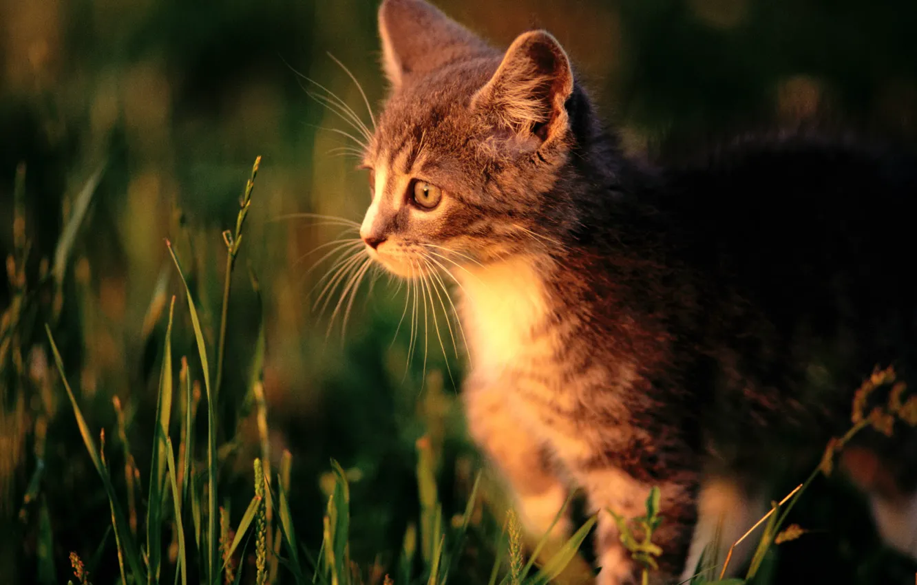 Фото обои кошка, трава, кот, макро, котенок, cat