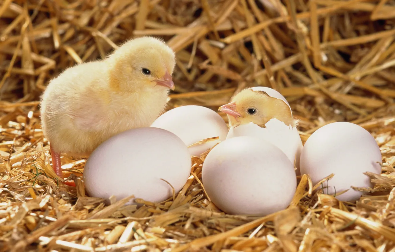 Фото обои яйцо, сено, цыплёнок, вылупился