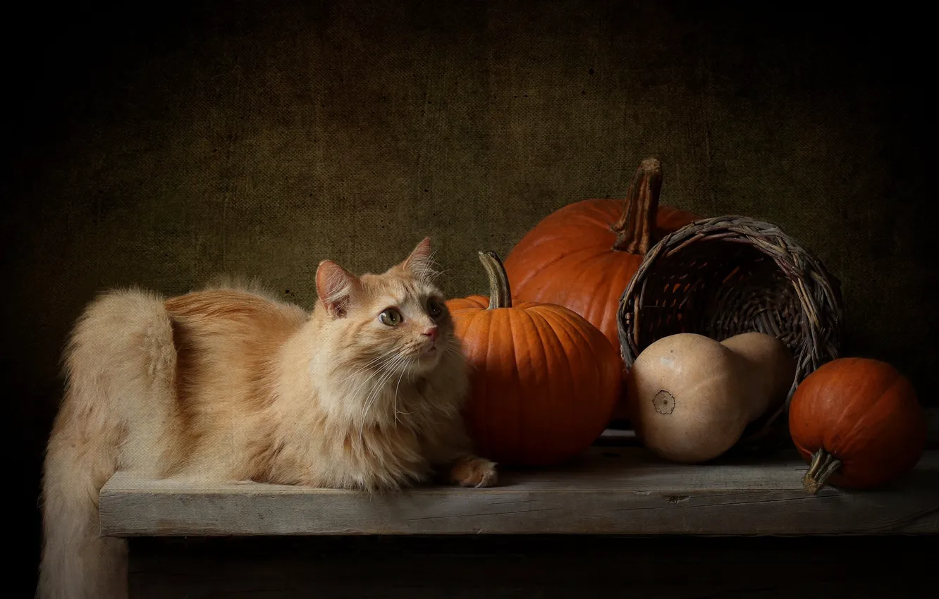 Фото обои осень, кошка, кот, взгляд, темный фон, стол, корзина, урожай