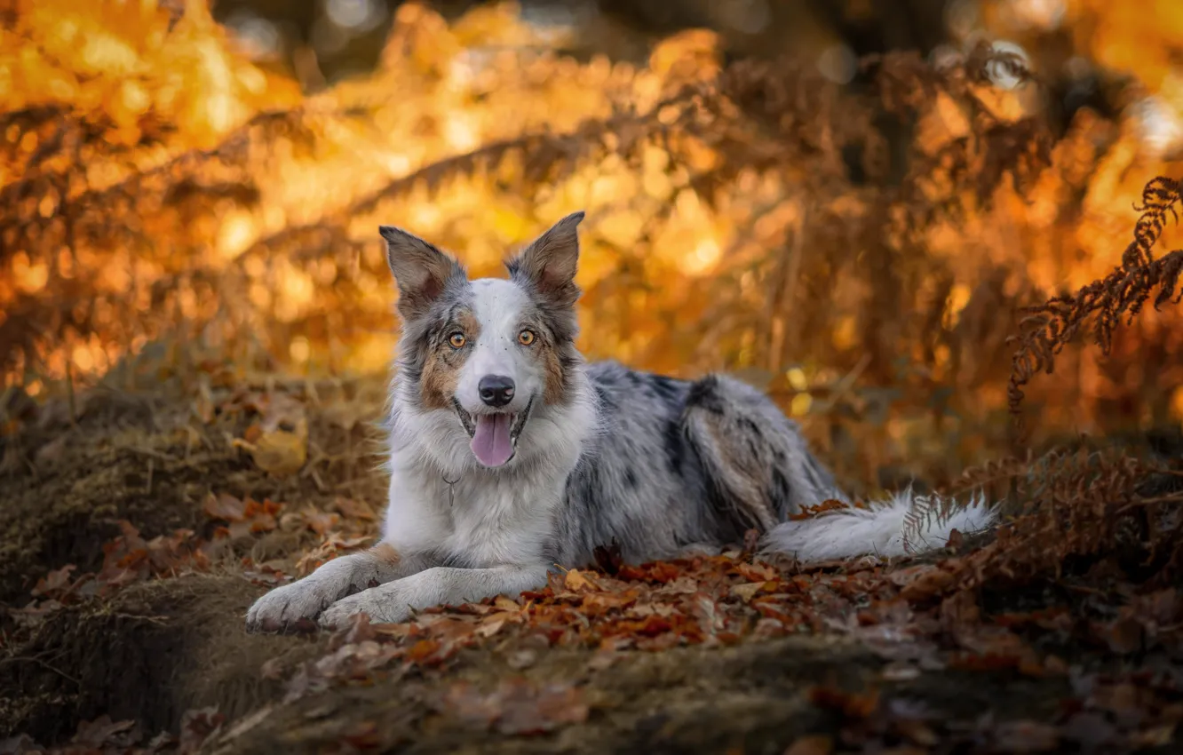 Фото обои осень, друг, собака