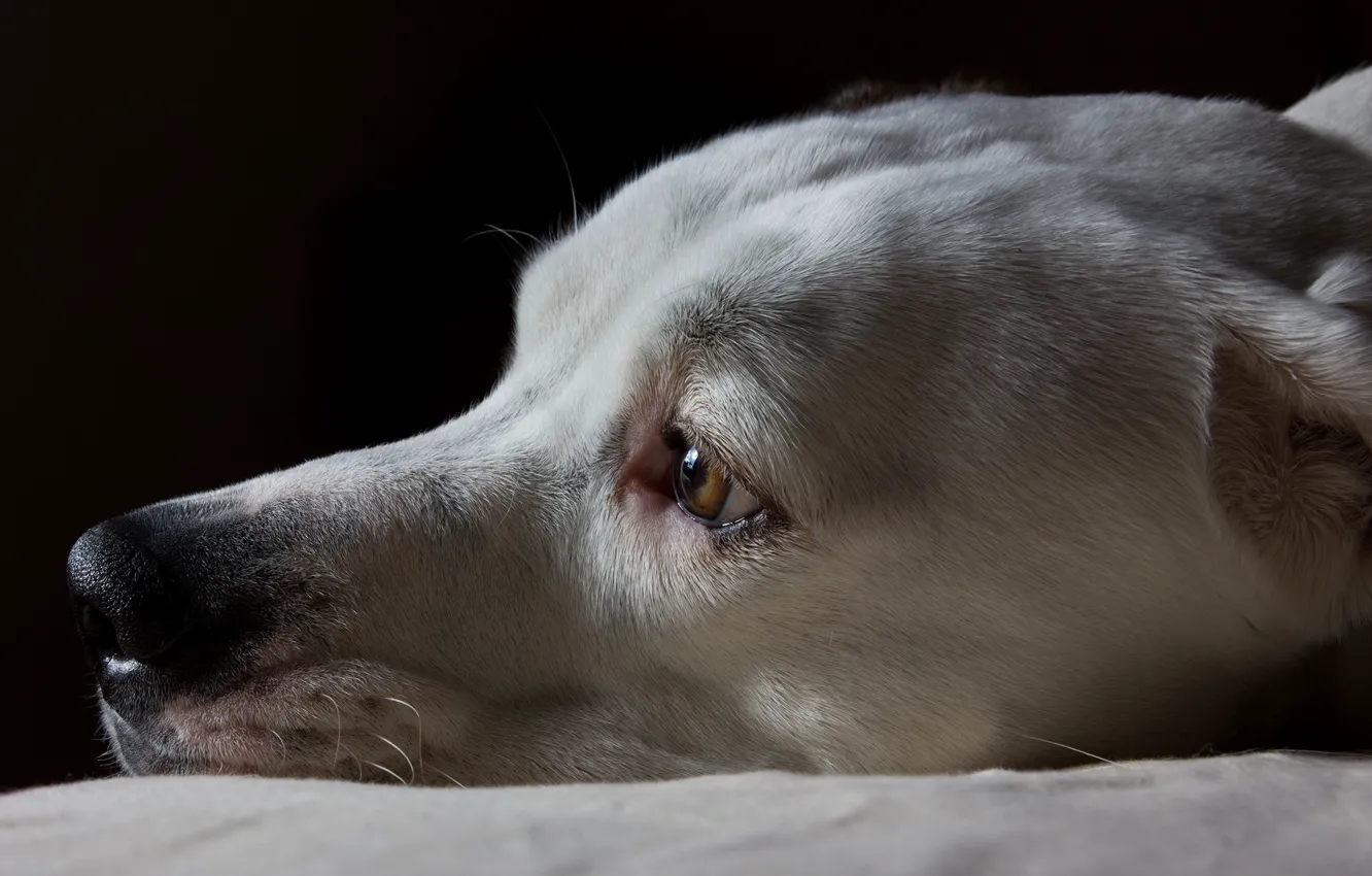 Фото обои взгляд, друг, собака