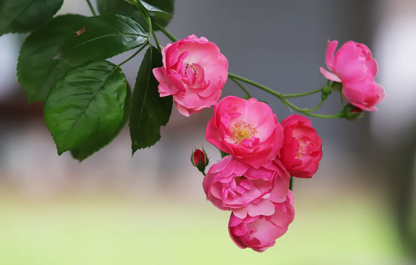 Фото обои листья, цветы, фон, розы, ветка, розовые, розочки
