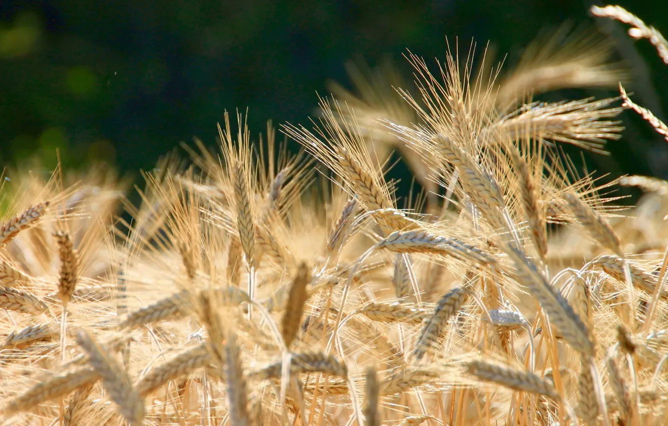 Фото обои wheat, grains, Brown, planting