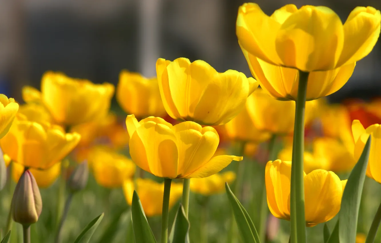 Фото обои цветы, природа, лепестки, тюльпаны, бутоны, жёлтые