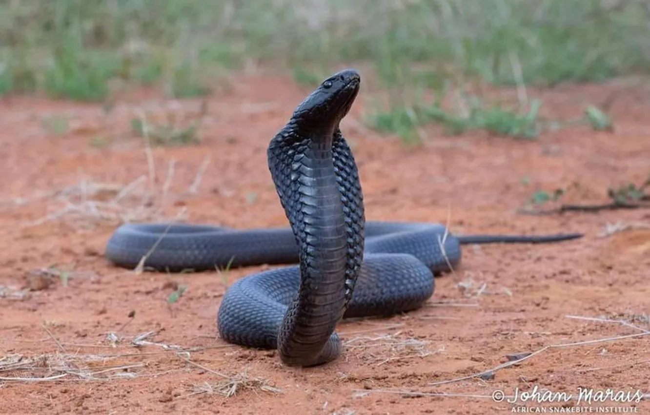 Фото обои snake, animal, black cobra