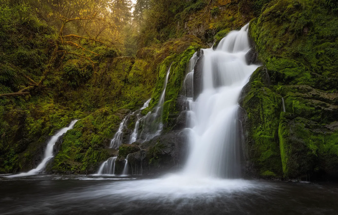 Фото обои лес, скала, река, водопад, мох, каскад, Columbia River Gorge, Washington State