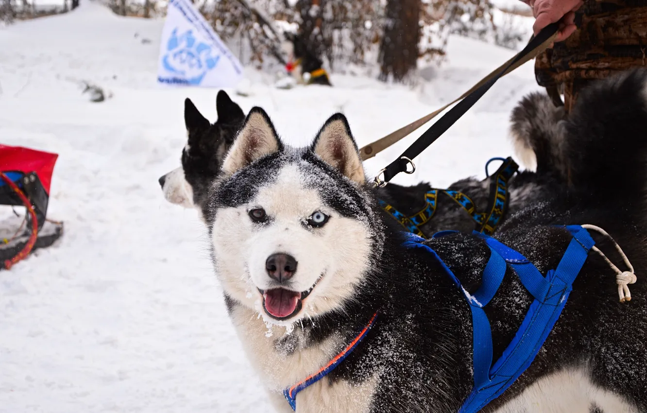 Фото обои взгляд, друг, собака, sport, хаски, dog, snow, cute