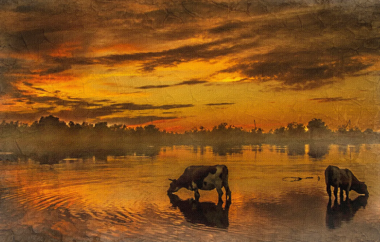 Фото обои закат, текстура, коровы, водопой