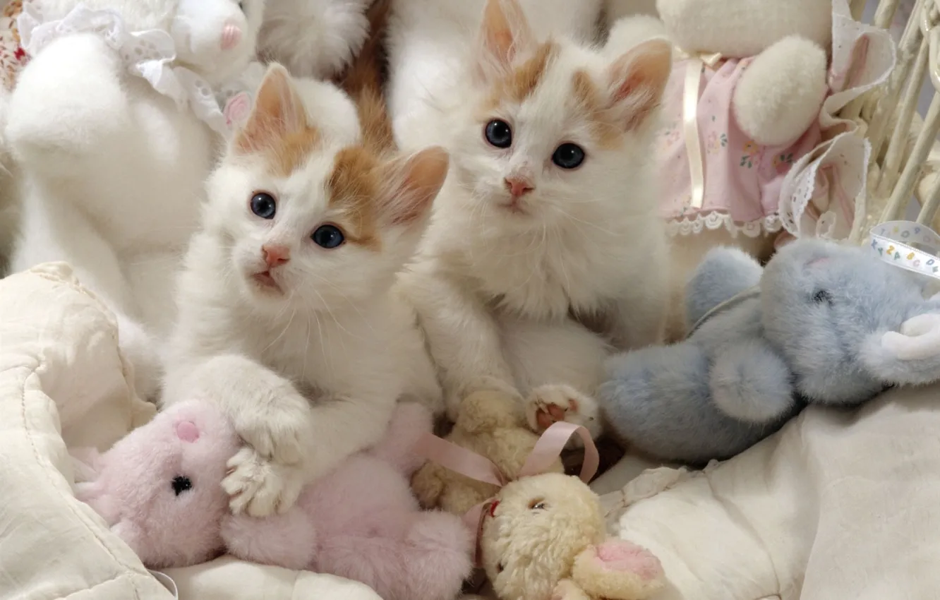 Фото обои игрушки, пара, котята, белые