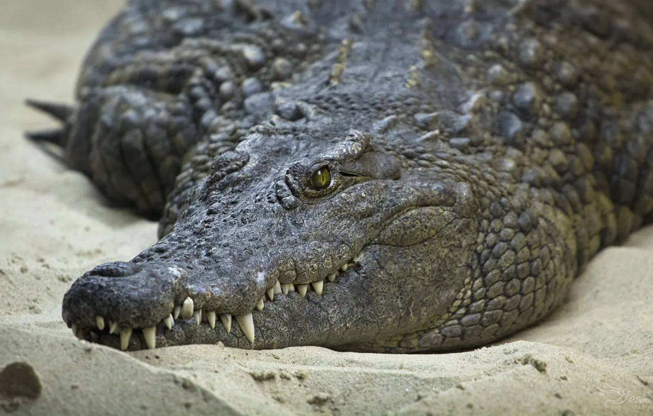 Фото обои песок, глаза, берег, зубы, крокодил