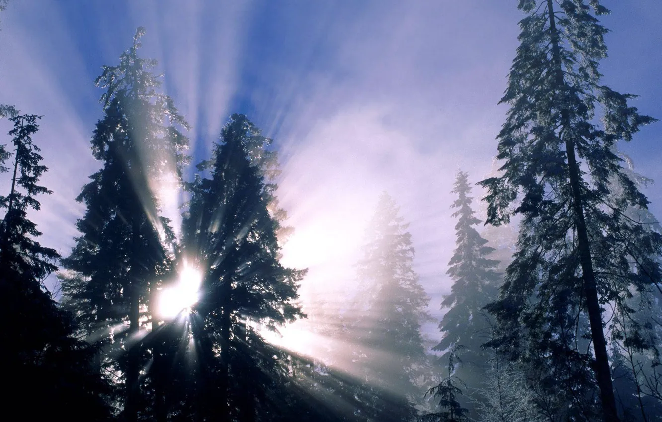 Фото обои зима, лес, лучи, ёлка
