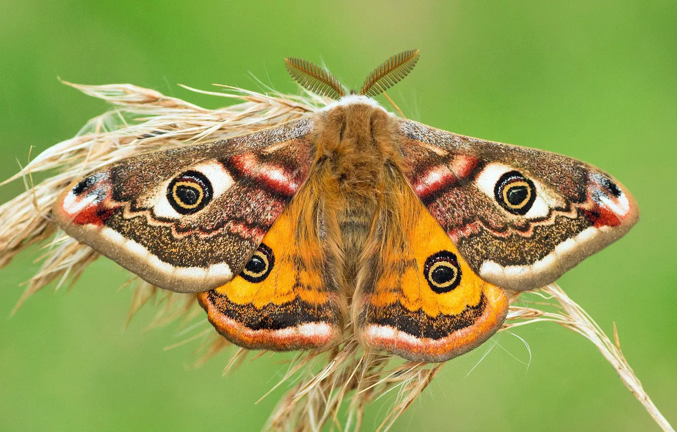 Фото обои макро, фон, бабочка, колос, Павлиноглазка малая