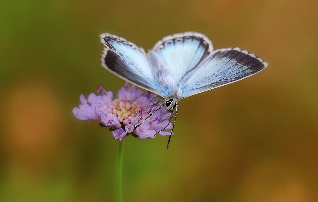 Фото обои цветок, бабочка, butterfly