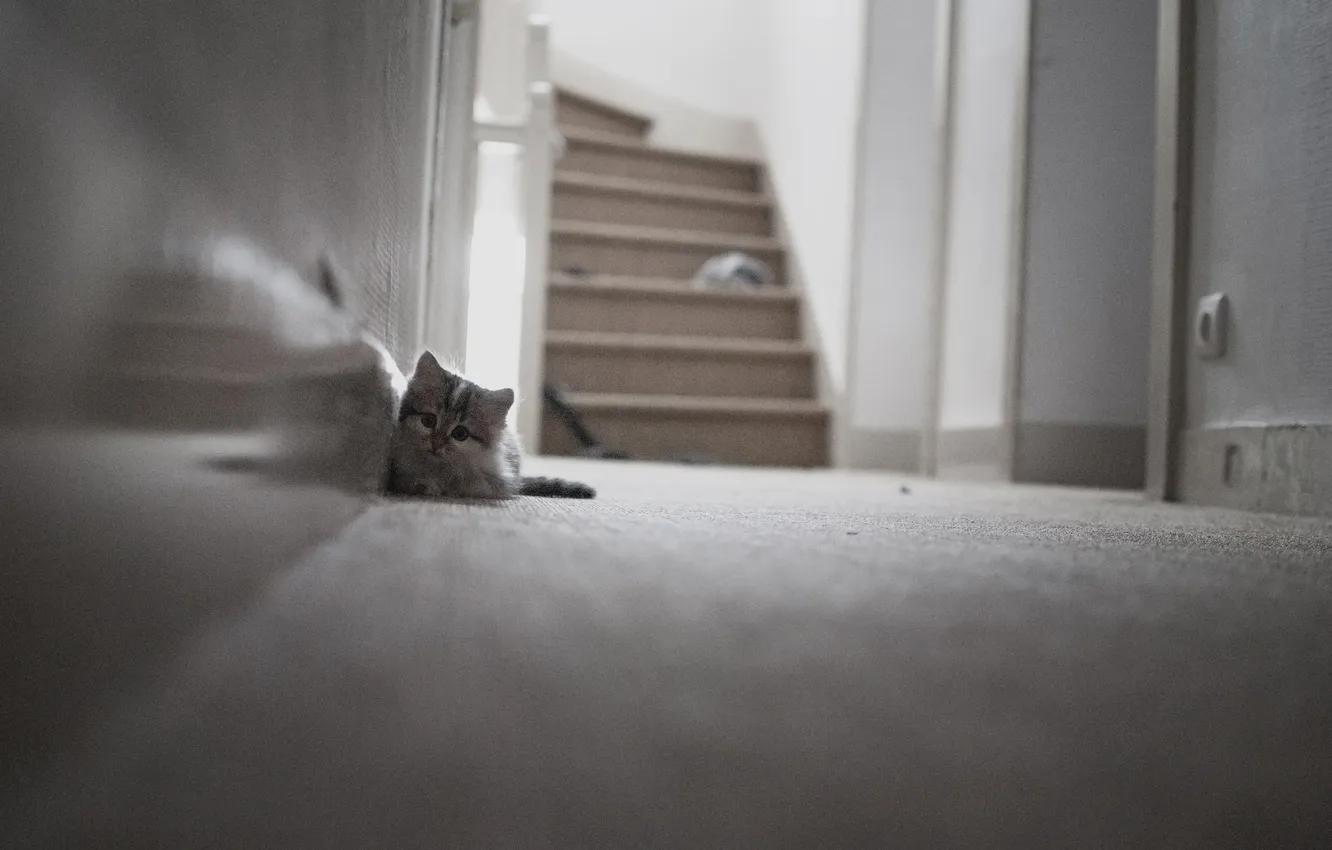 Фото обои глаза, кот, отражение, зеркало, лестницы, стенка, прихожая