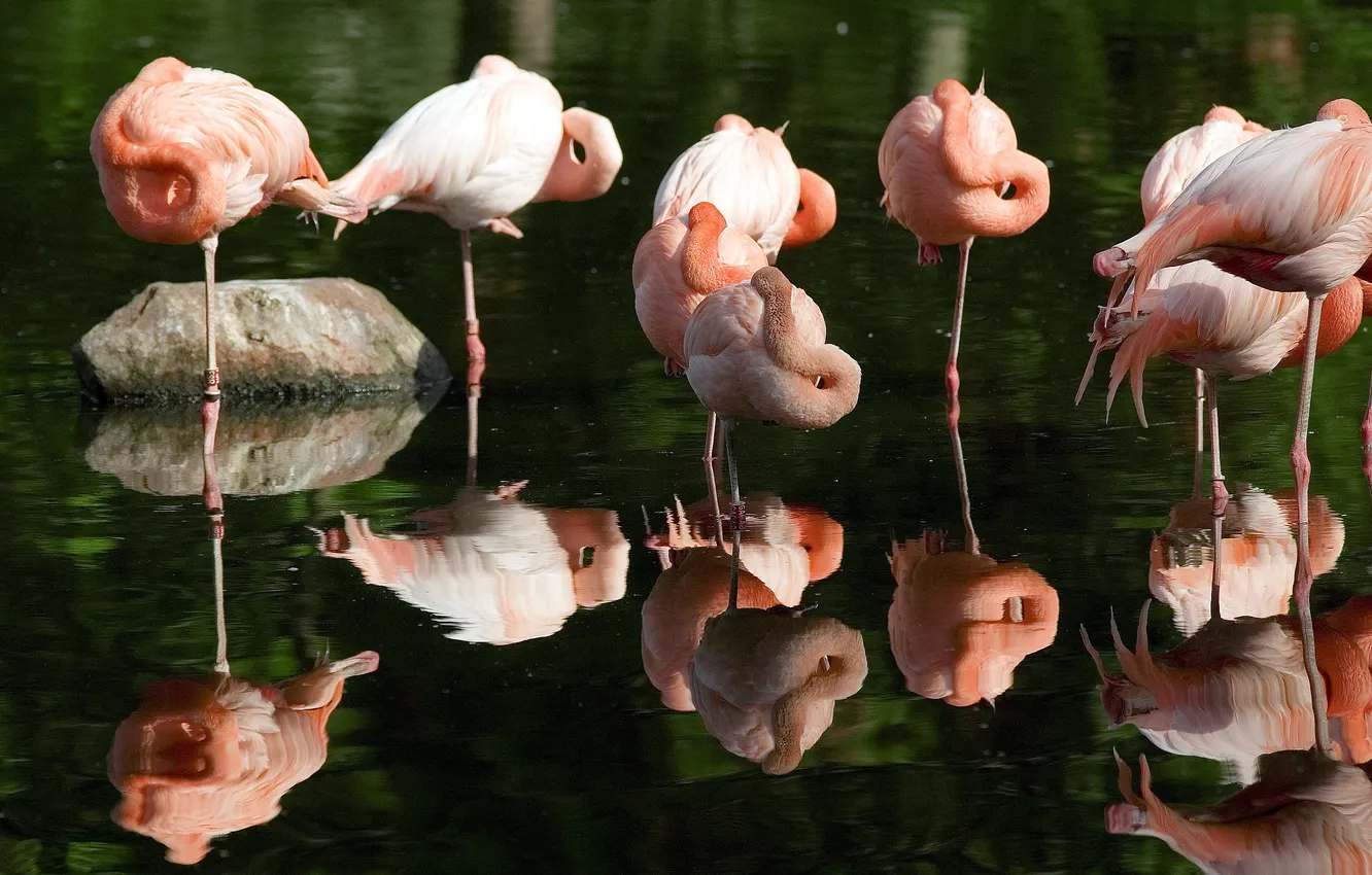Фото обои вода, отражение, розовые, фламинго, Flamingo