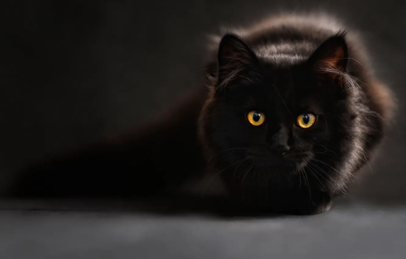 Фото обои Взгляд, Глаза, Серый Фон, Black, Cat, Черный Кот