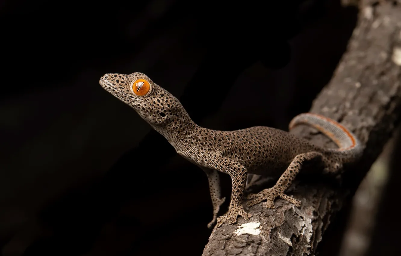 Фото обои природа, фон, Strophurus taenicauda, Central golden tailed gecko