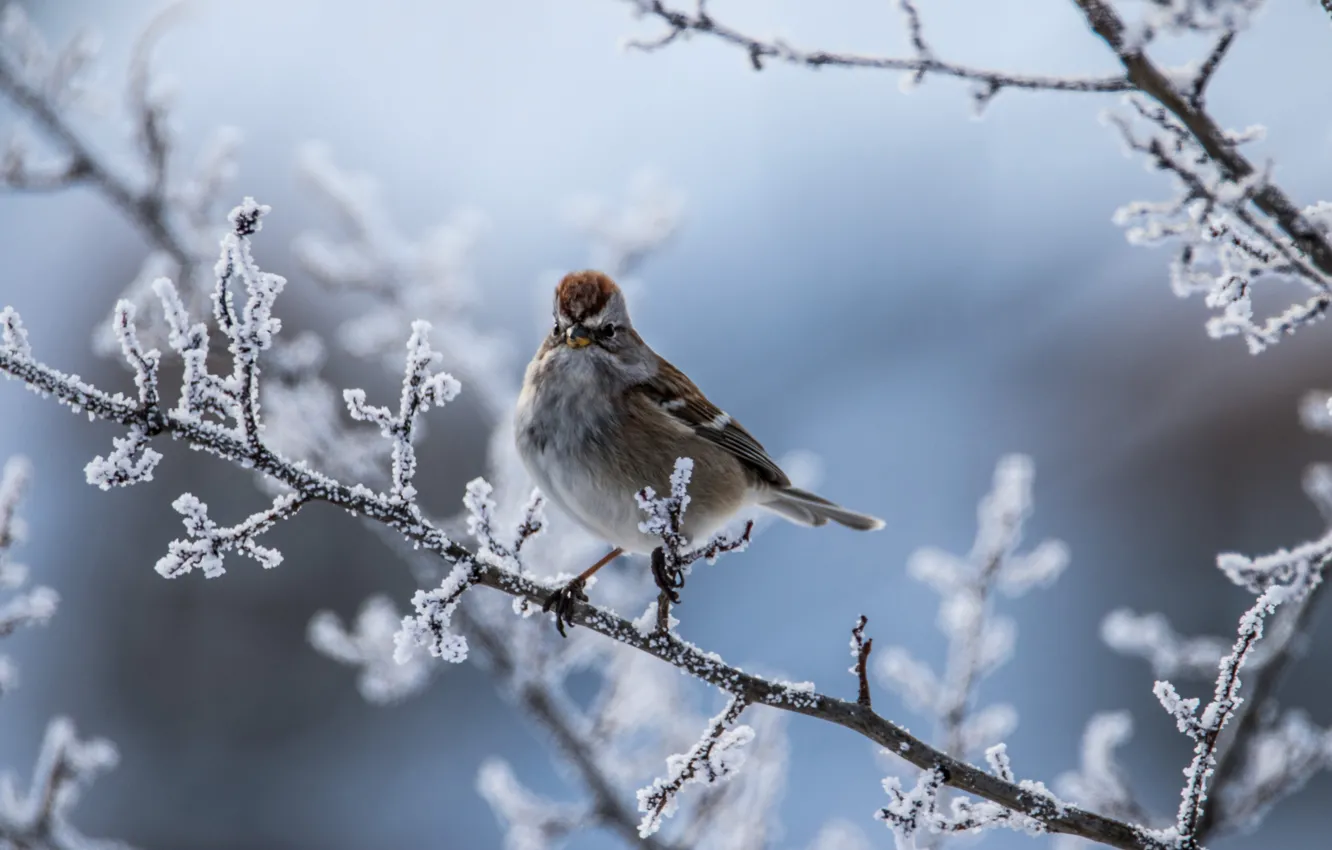 Фото обои зима, иней, ветки, птица, боке, Древесная воробьиная овсянка