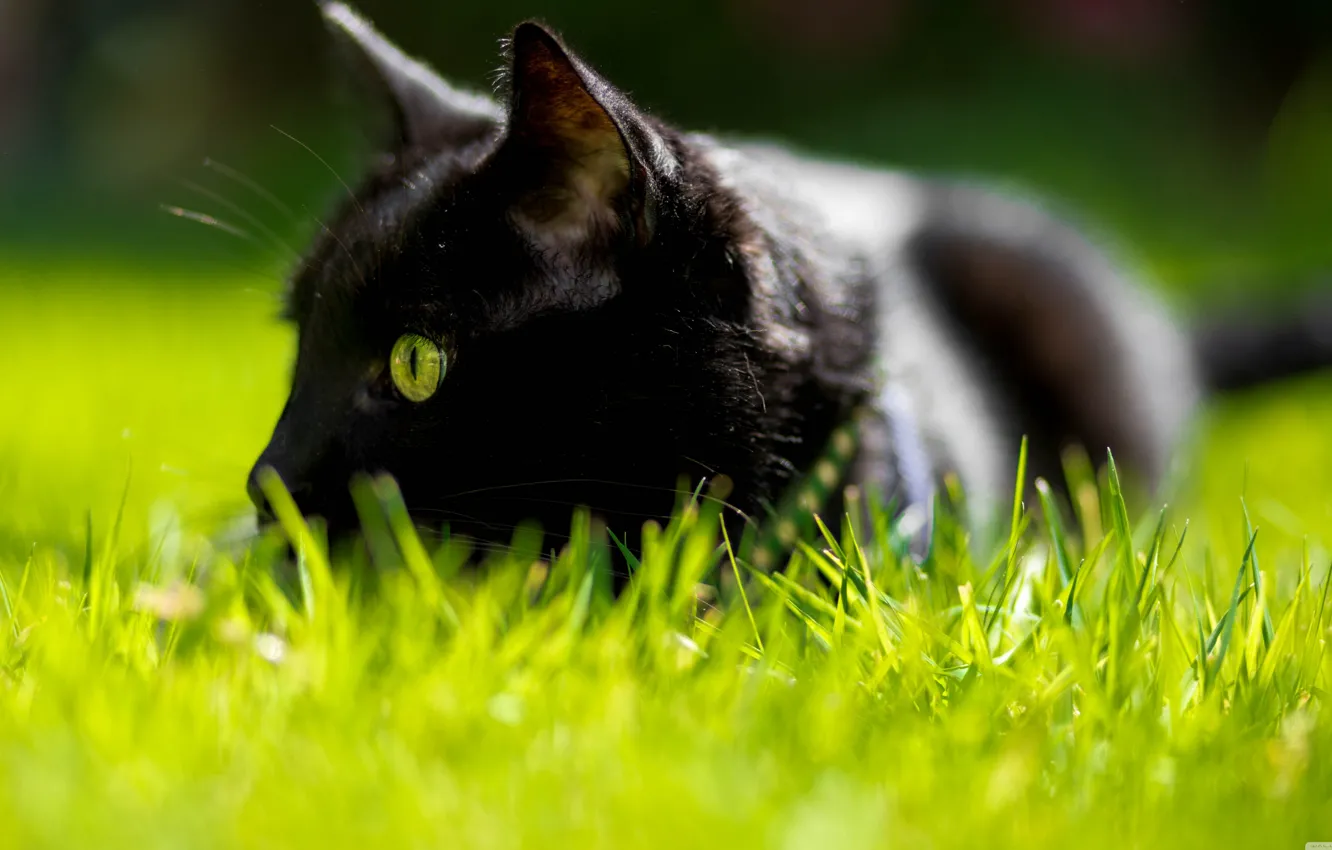 Фото обои кошка, трава, зеленые глаза