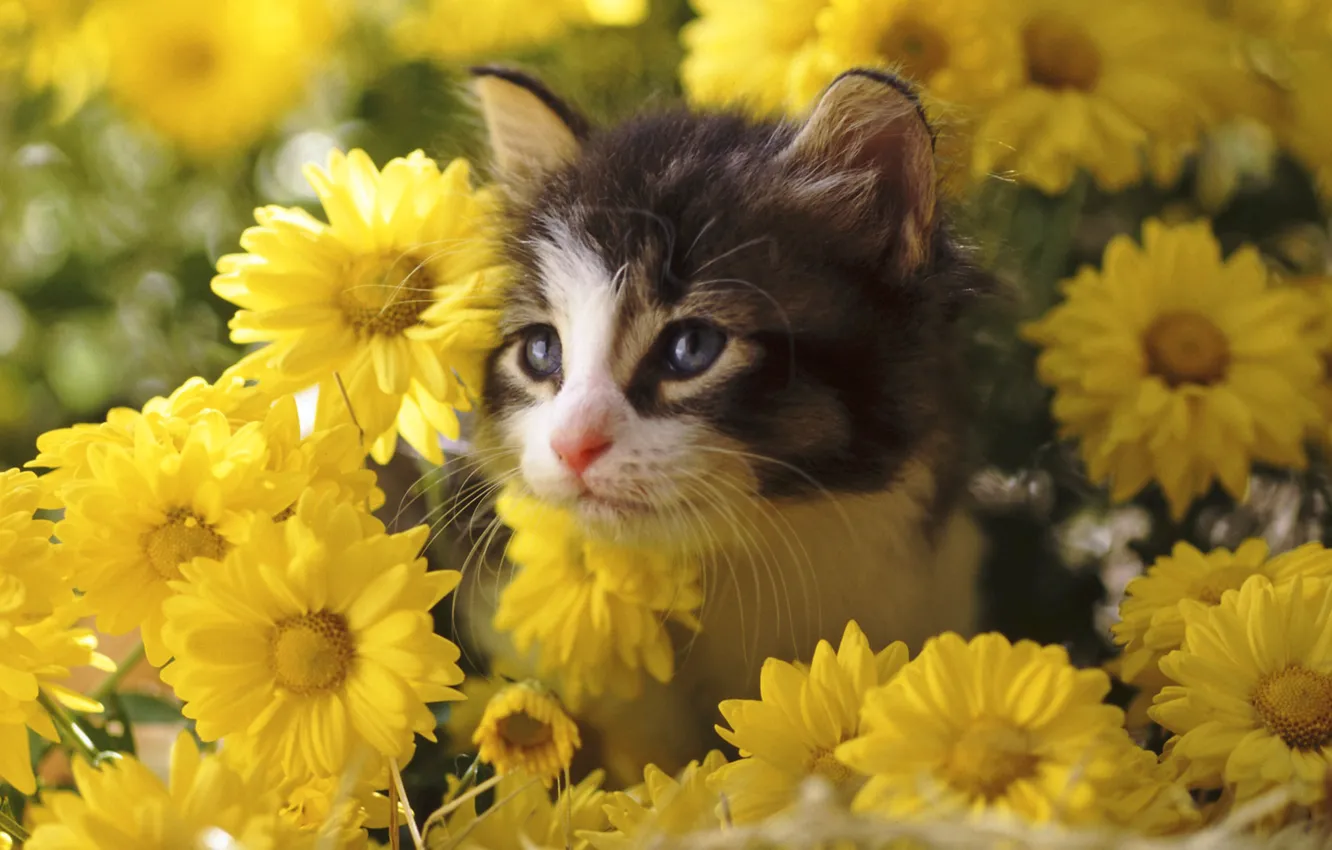 Фото обои цветы, котёнок, хризантемы