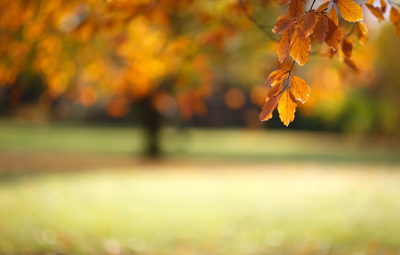 Фото обои осень, макро, листва, ветка, боке