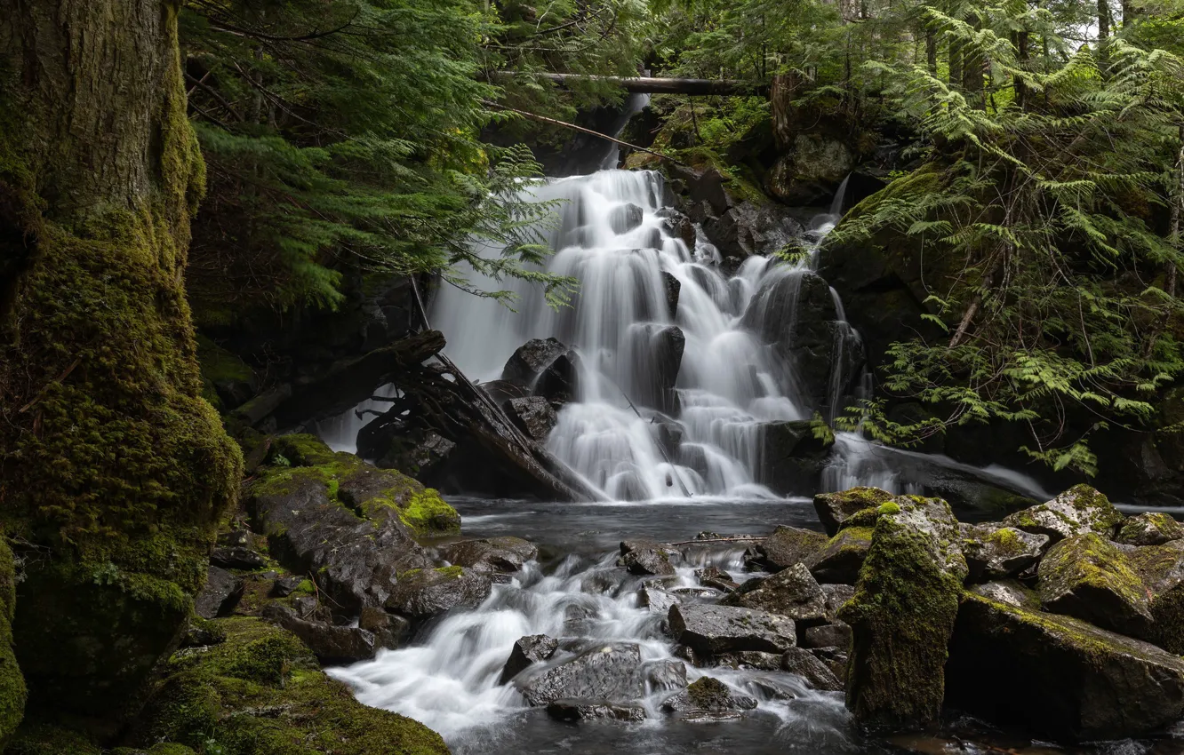 Фото обои лес, водопад, каскад, штат Вашингтон, Washington State, North Cascades National Park, Национальный парк Норт-Каскейдс