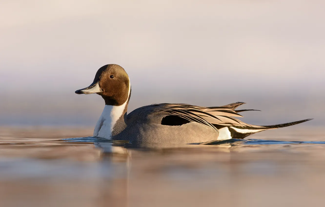 Фото обои lake, duck, wildlife, ripples, northern pintail, anas acuta