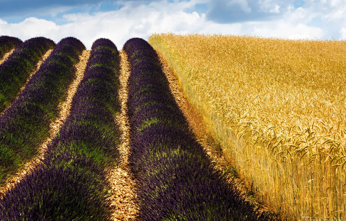 Фото обои пшеница, поле, природа, Франция, лаванда