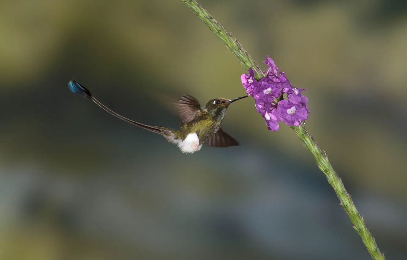 Фото обои цветы, природа, птица, колибри, птичка, гладиолус, колибри-знаменщик, колибри-ракетохвост мохноногий