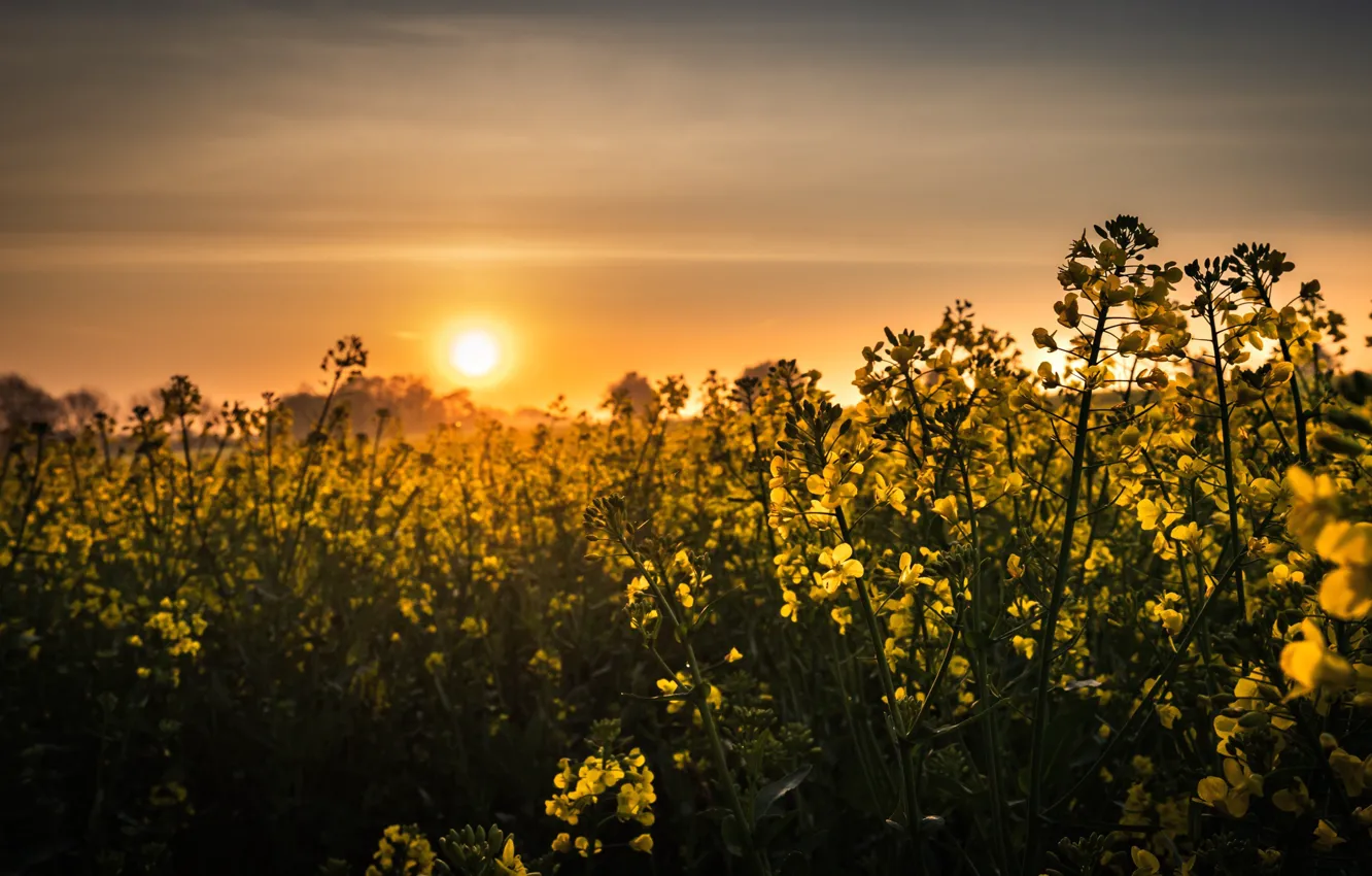 Фото обои лето, закат, рапс