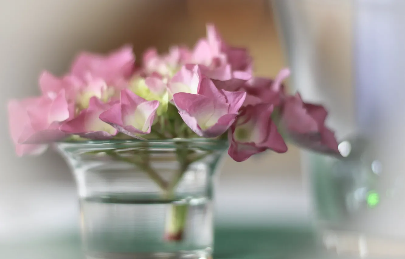 Фото обои размытость, ваза, розовая гортензия