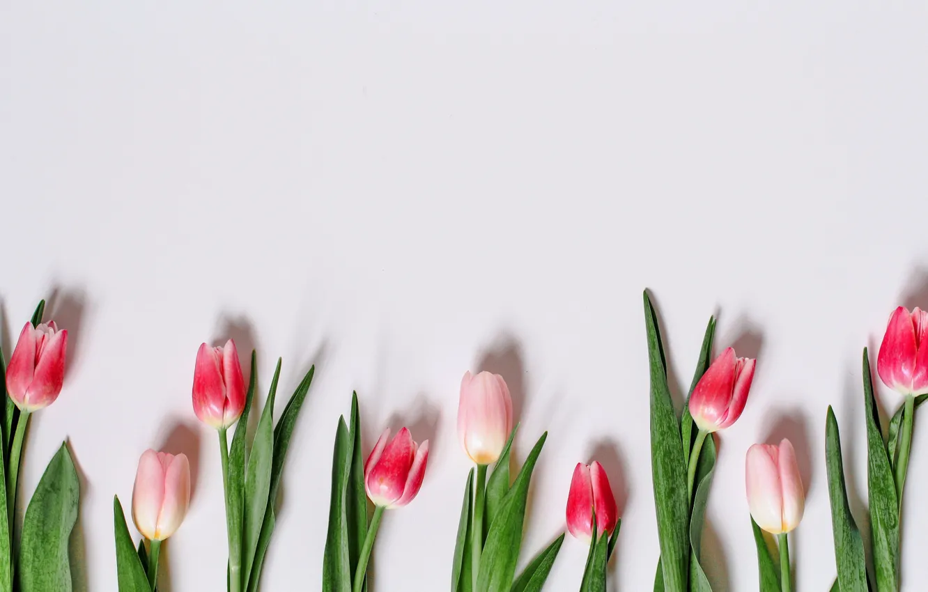 Фото обои цветы, тюльпаны, pink, romantic, tulips, spring, розовые тюльпаны