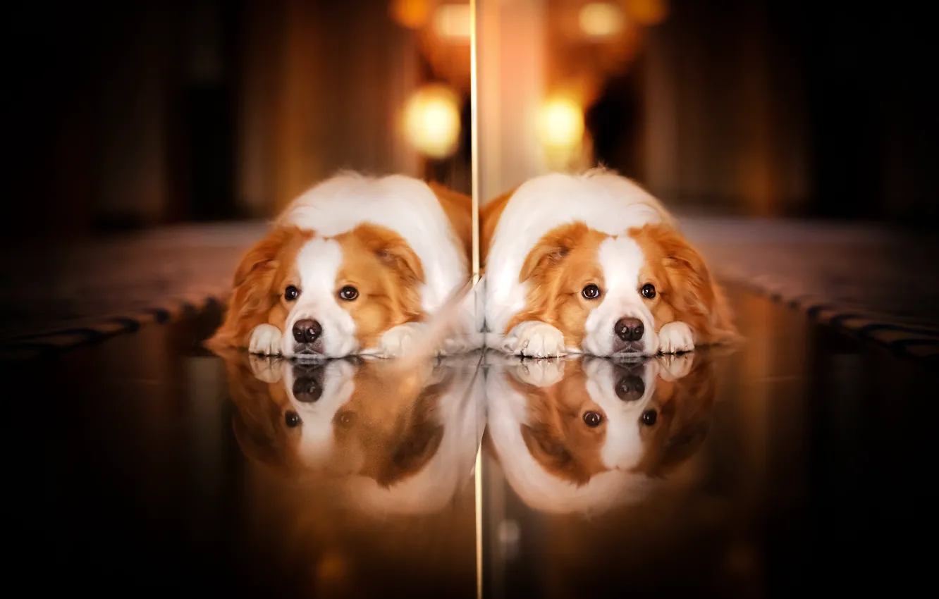 Фото обои взгляд, отражение, собака