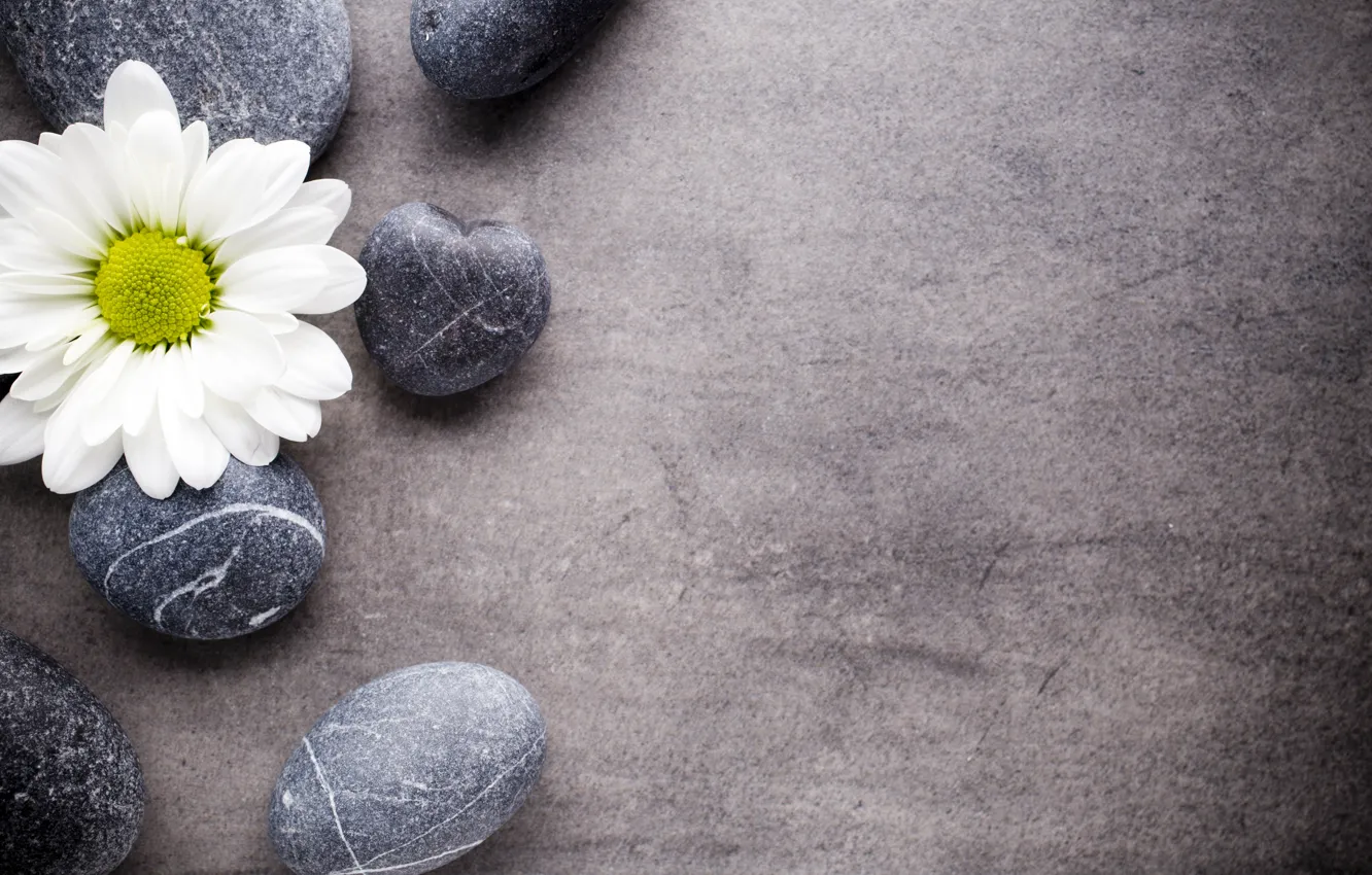 Фото обои цветок, камни, ромашка, flower, stones, spa, zen