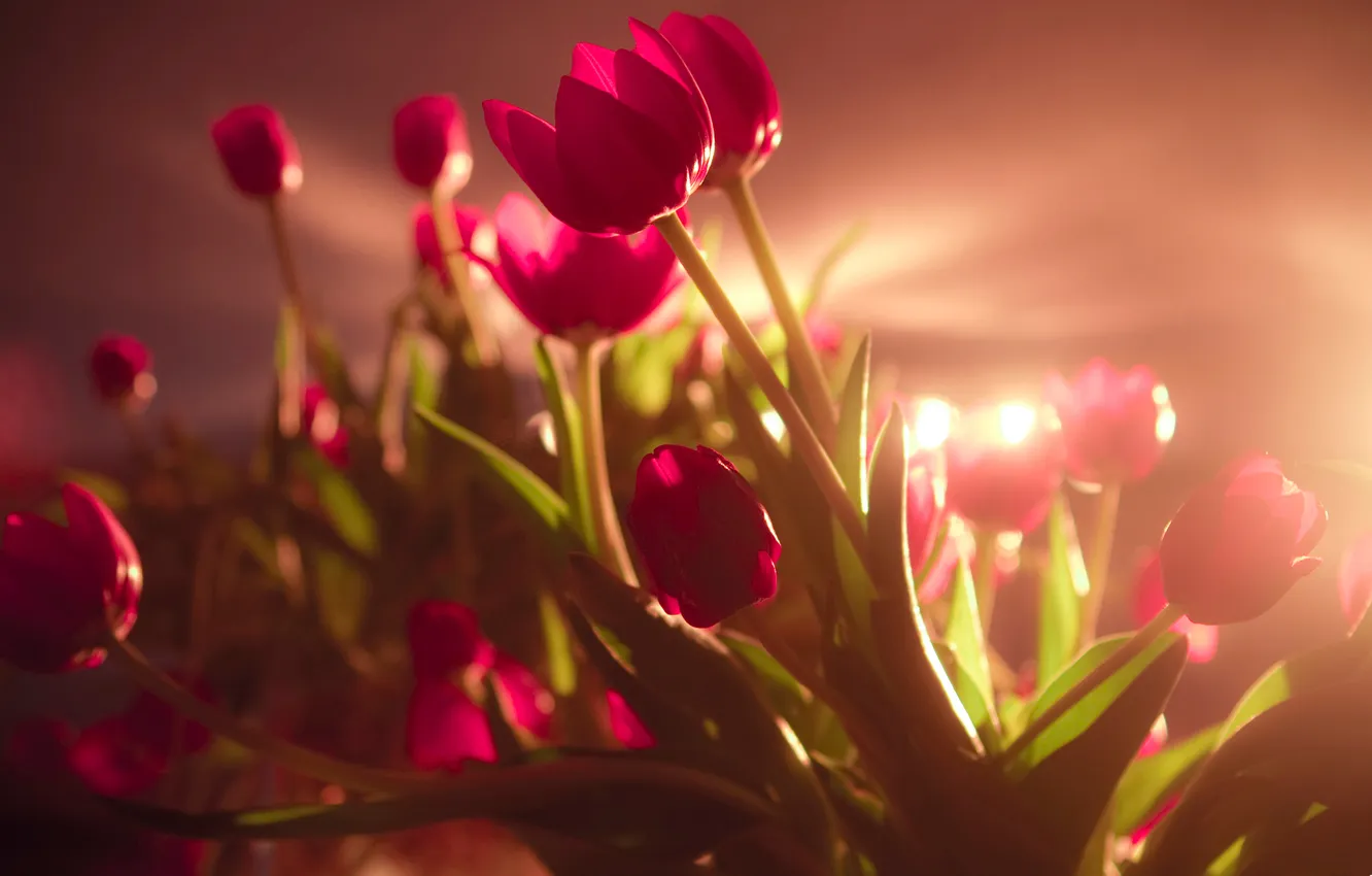 Фото обои свет, фон, тюльпаны