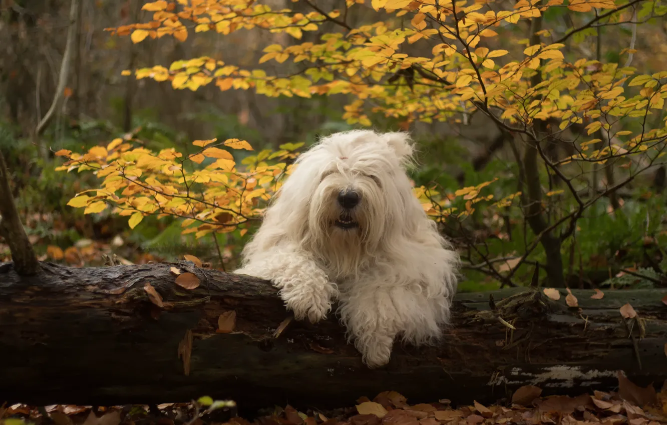 Фото обои осень, лес, собака, бревно, Бобтейл, Староанглийская овчарка