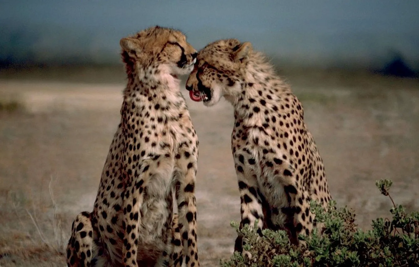 Фото обои animals, cats, Africa, wildlife, cheetah_
