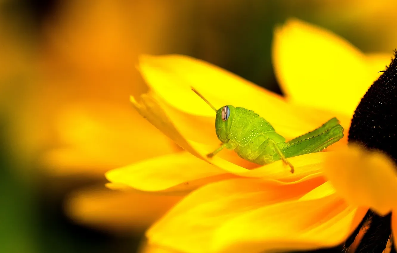 Фото обои цветок, желтый, зеленый, кузнечик, рудбекия