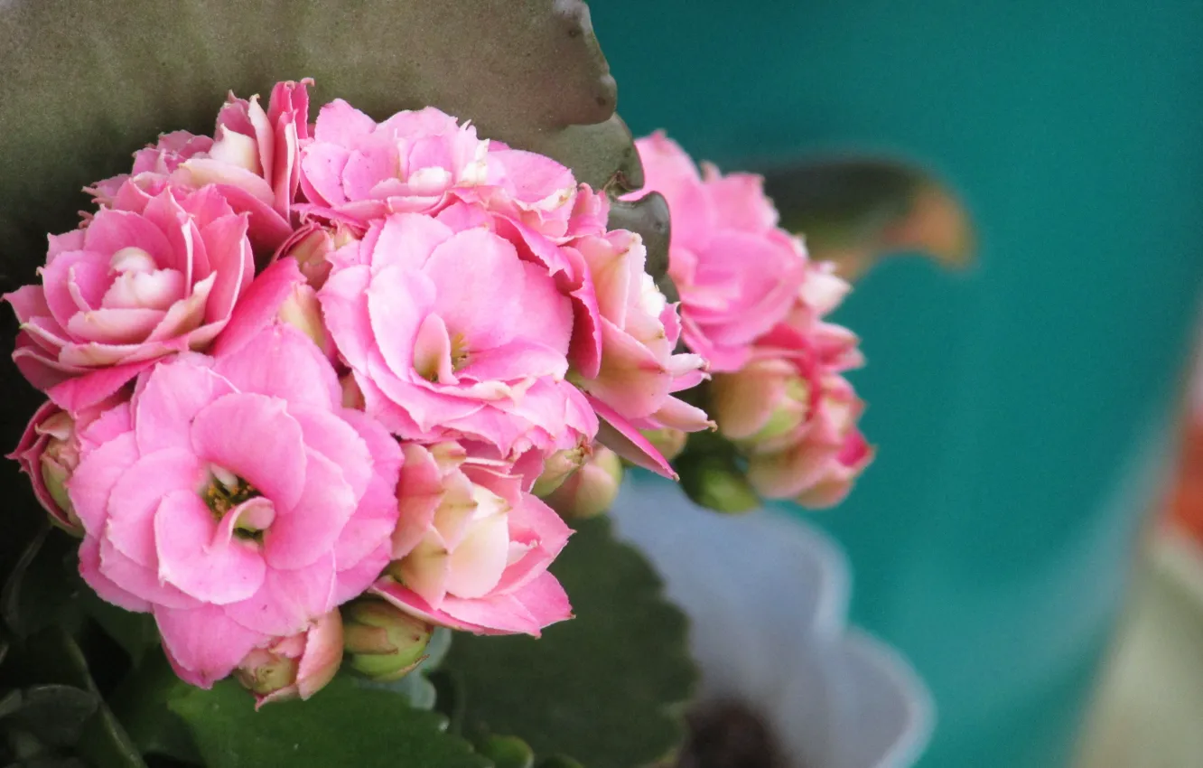 Фото обои цветы, розовый, бутоны, flower, pink