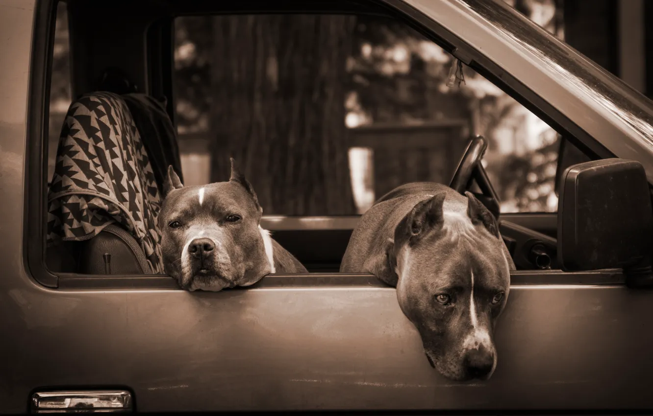Фото обои собаки, Машина, питбули, Winnipeg, Manitoba
