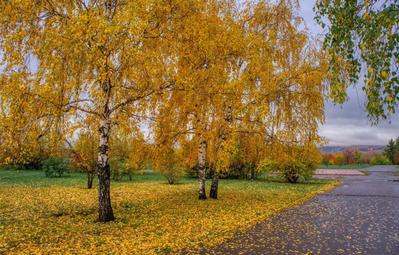 Фото обои nature, park, autumn, birches