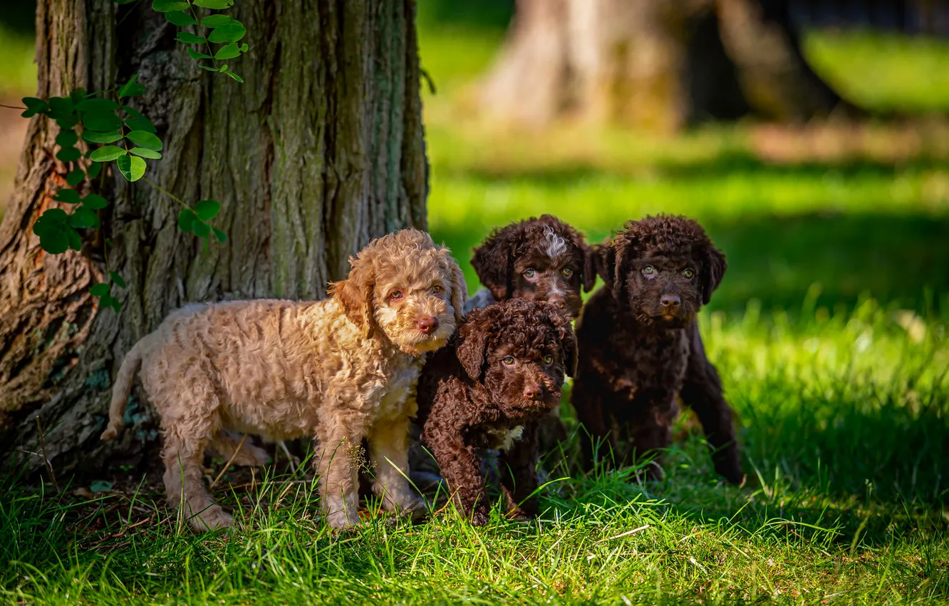 Фото обои собака, щенок, прогулка, лужайка